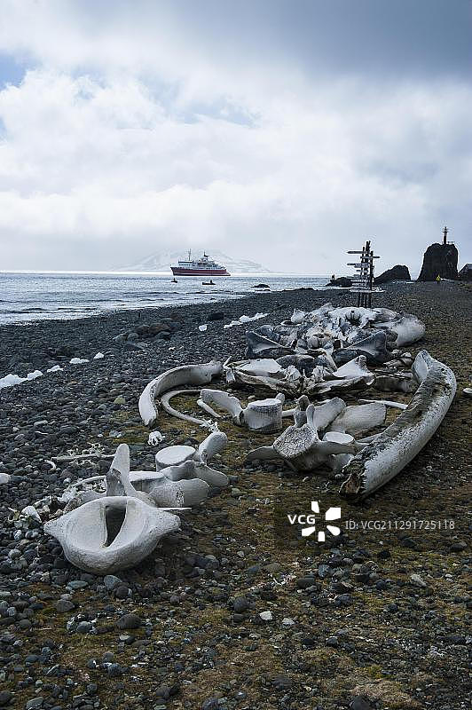 南设得兰群岛乔治王岛阿克托夫斯基站附近海滩上的旧鲸骨，南极洲图片素材