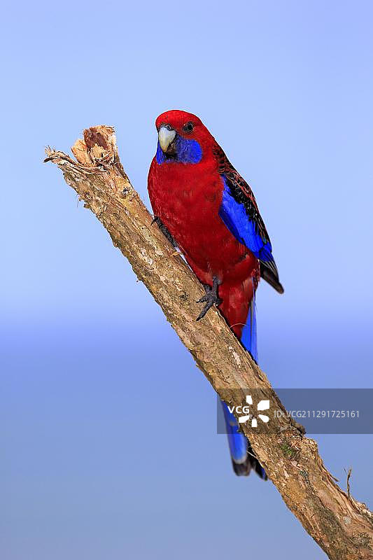 绯红鹦鹉，威尔逊海岬国家公园，维多利亚州，澳大利亚，大洋洲图片素材