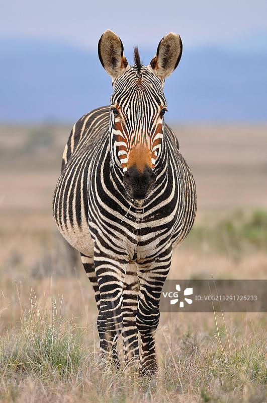 山 Zebra (Equus zebra zebra)，正在进食，山斑马国家公园，东开普省，南非，非洲图片素材