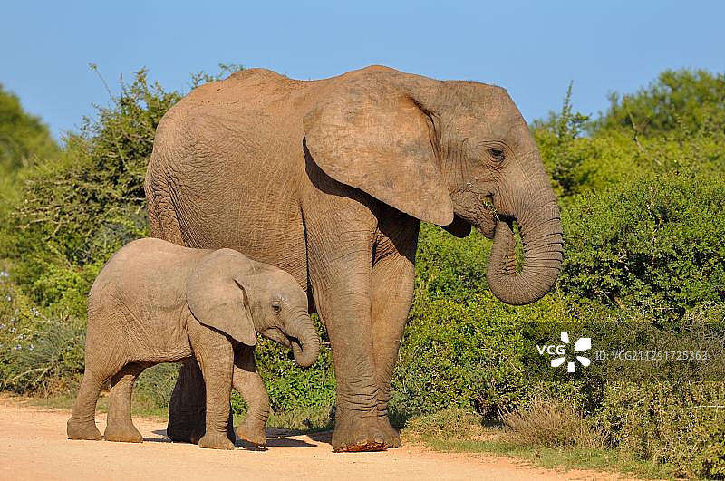 非洲象与小象在阿多大象国家公园觅食（南非东开普省，非洲）图片素材