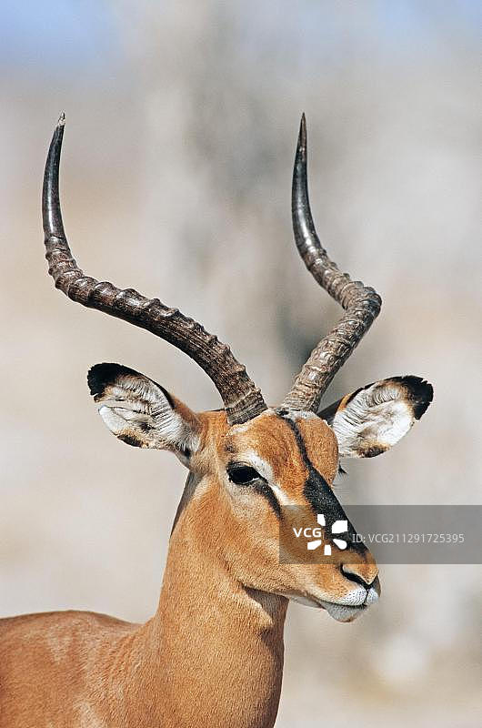 黑面狷羚雄性，埃托沙国家公园，纳米比亚，非洲图片素材