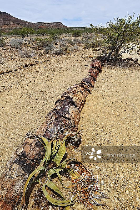 约2.6亿年前的石化树干和百岁兰，石化森林，纳米比亚，非洲图片素材