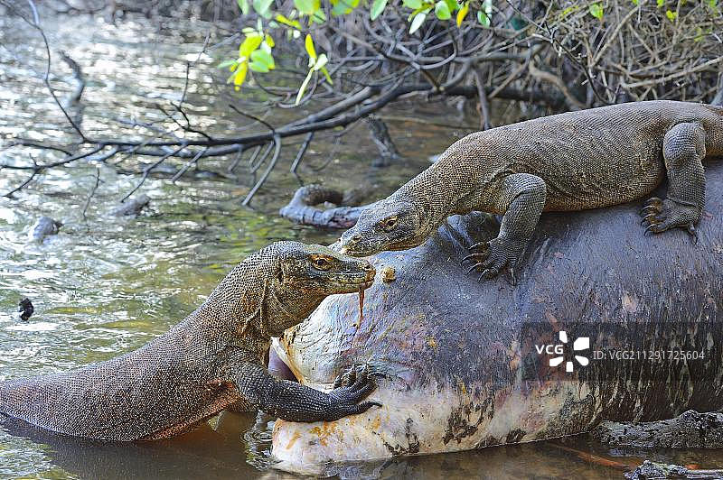 科莫多巨蜥捕食水牛尸体 林卡岛科莫多国家公园图片素材