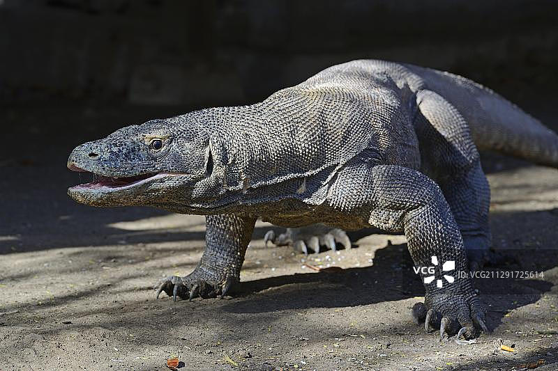 科莫多巨蜥（科莫多龙），印度尼西亚科莫多国家公园图片素材