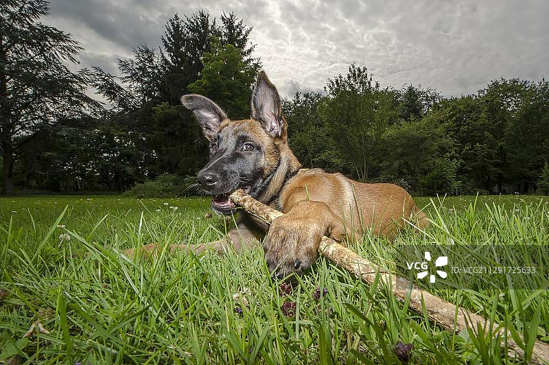 在德国北莱茵-威斯特法伦州杜伊斯堡警察训练场的年轻警犬正在接受护卫犬训练图片素材