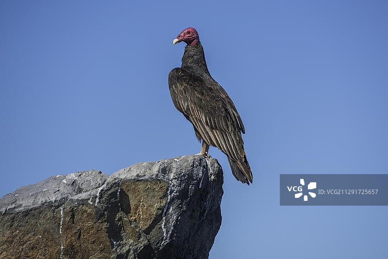 土耳其秃鹰（卡特雷斯光环），拉希格拉，科金博地区，智利，南美洲图片素材