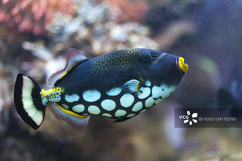 水族箱中的大斑扳机鲀图片素材