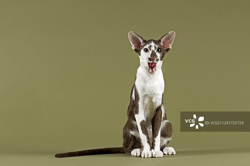 东方短毛猫图片素材