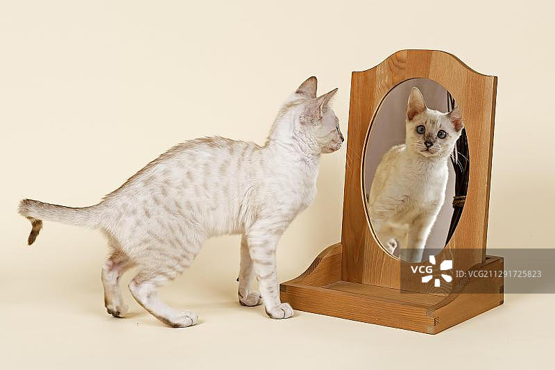 孟加拉猫，雪色皮毛，16周大，照镜子图片素材