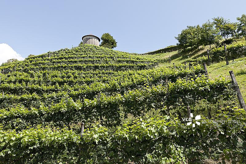 瑞士提契诺州贝林佐纳，蒙塔尼亚附近的葡萄园和Hungerturm塔图片素材