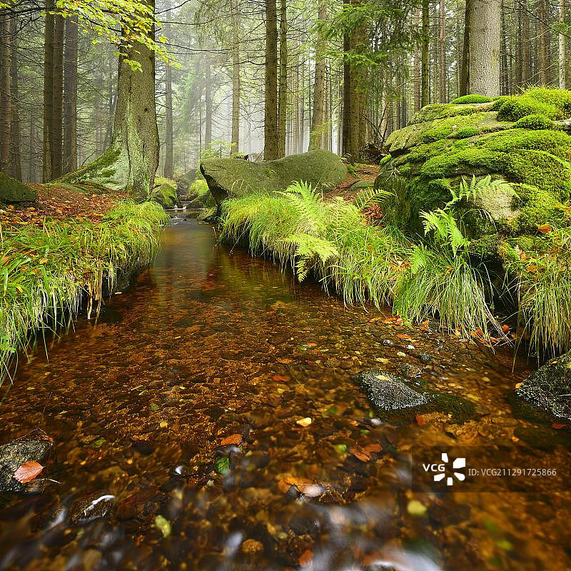 德国萨克森-安哈尔特州哈茨国家公园，雾蒙蒙的山地森林中的溪流图片素材