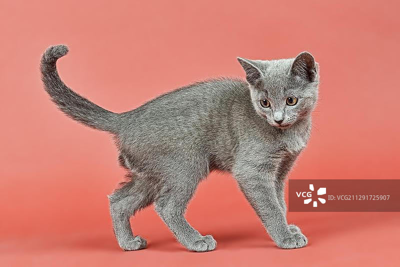 12周大的俄罗斯蓝猫幼猫图片素材