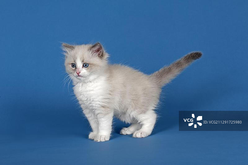 布偶猫，小猫，9周，蓝色，双色图片素材