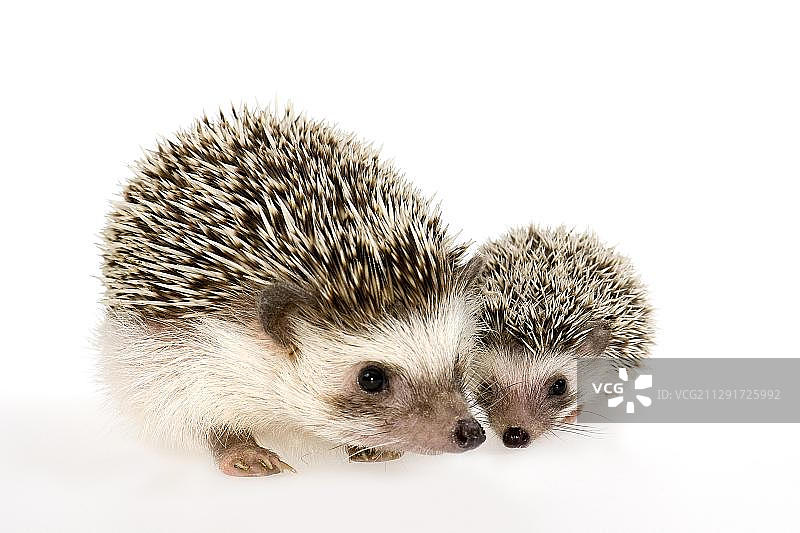 四趾刺猬或非洲侏儒刺猬，成年带幼崽，7个月图片素材
