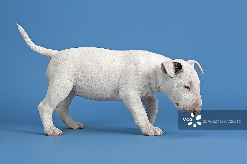 白色斗牛㹴幼犬，6周大图片素材