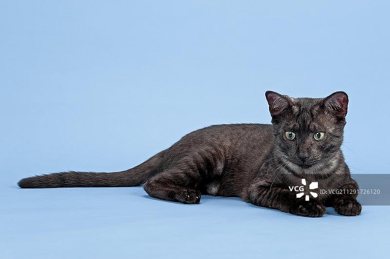 埃及猫幼崽，黑色烟色图片素材