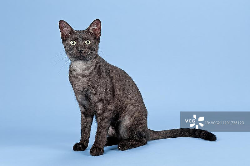埃及猫幼崽，黑色烟色图片素材