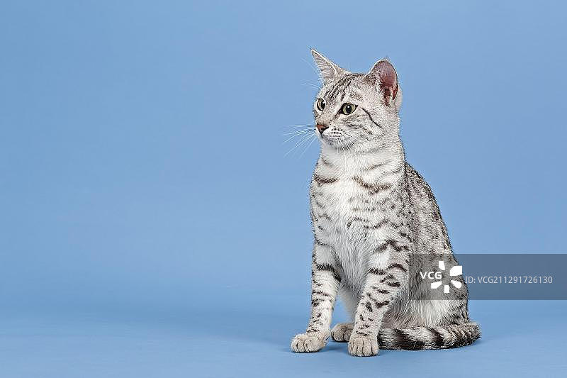 14个月大的银色斑点埃及斑点猫图片素材