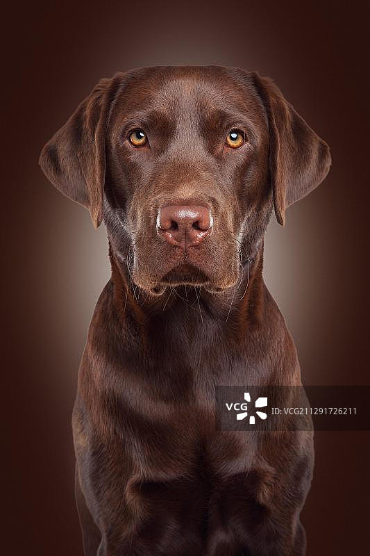 拉布拉多犬画像图片素材