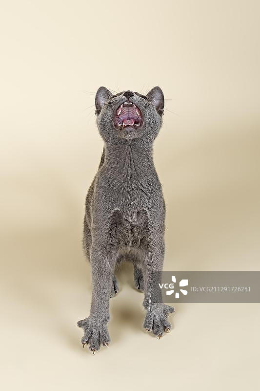 20周大的俄罗斯蓝猫幼猫图片素材