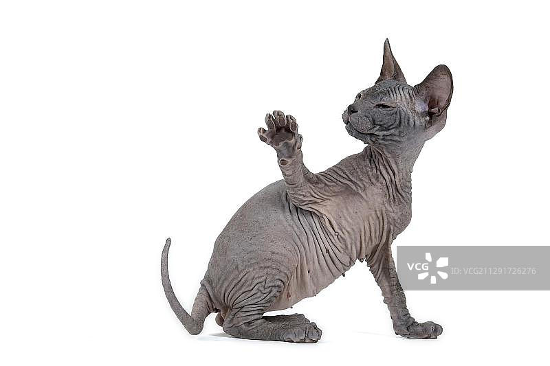 8周大的黑色顿河斯芬克斯猫幼猫，举着爪子图片素材