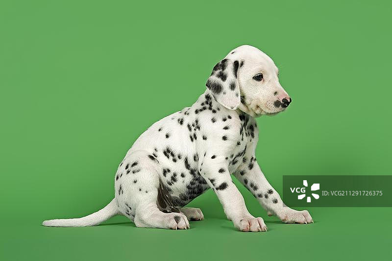 6周大的斑点狗幼犬图片素材