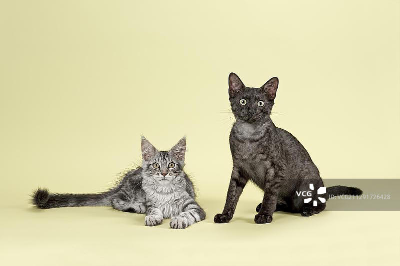 缅因猫和埃及猫品种图片素材