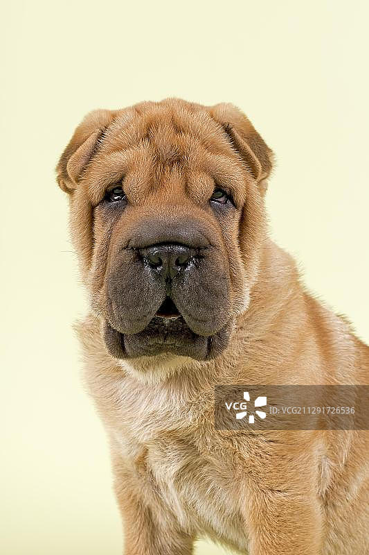 8周大的红色雄性沙皮犬幼犬图片素材