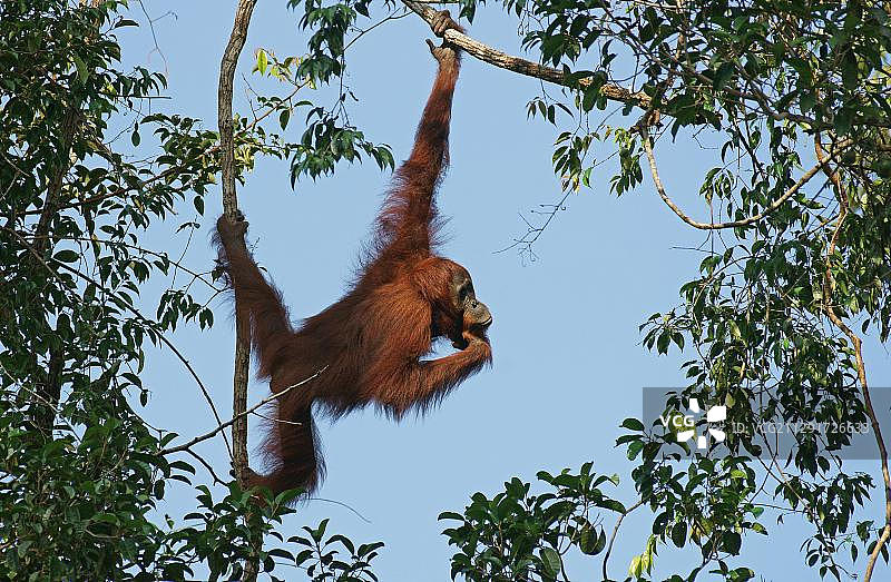 加里曼丹中部丹戎普丁国家公园的婆罗洲猩猩图片素材
