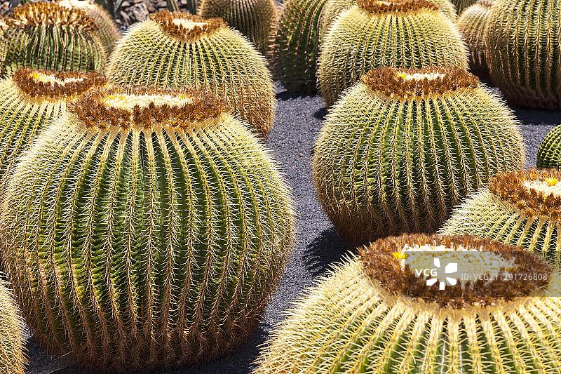 原产于墨西哥的巨型金琥仙人掌，西班牙加那利群岛兰萨罗特岛，欧洲图片素材