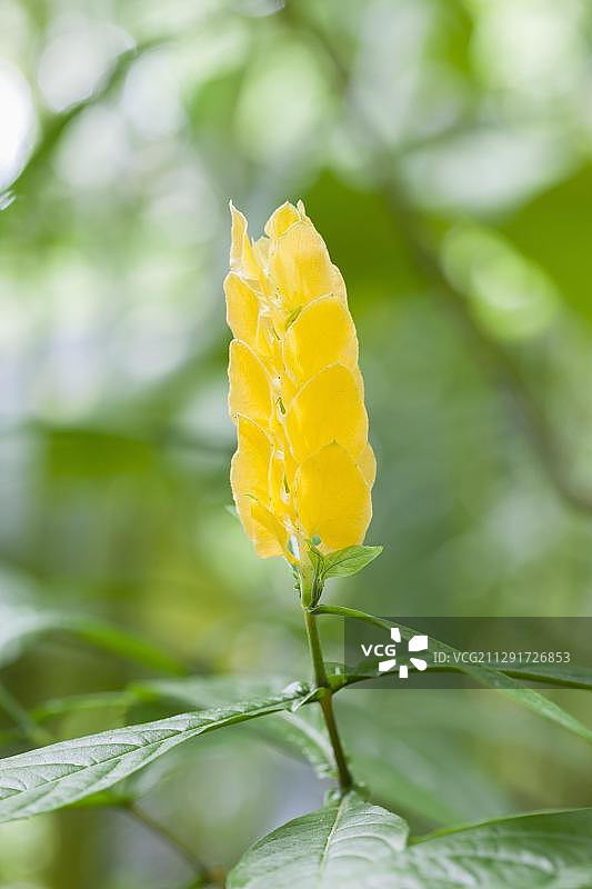 龙吐珠，巴厘岛，印度尼西亚，亚洲图片素材