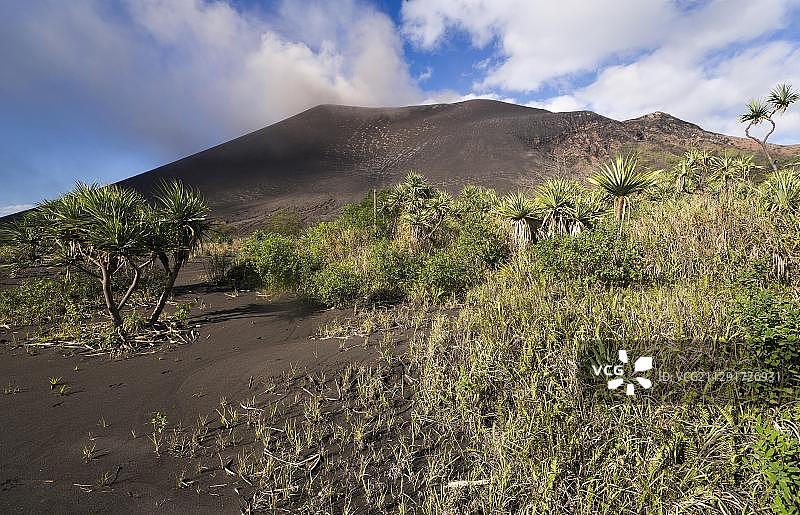 亚苏尔火山前的露兜树，瓦努阿图，大洋洲图片素材