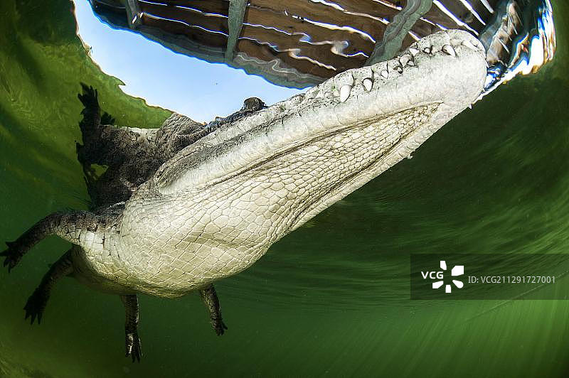 古巴女王国家海洋公园水下的美洲鳄图片素材