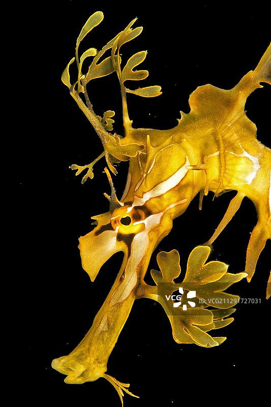 澳洲海马（Phycodurus eques）肖像，袋鼠岛金斯科特码头，大洋洲图片素材