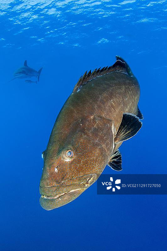 黑石斑鱼，雷纳王后花园国家公园，古巴，中美洲图片素材