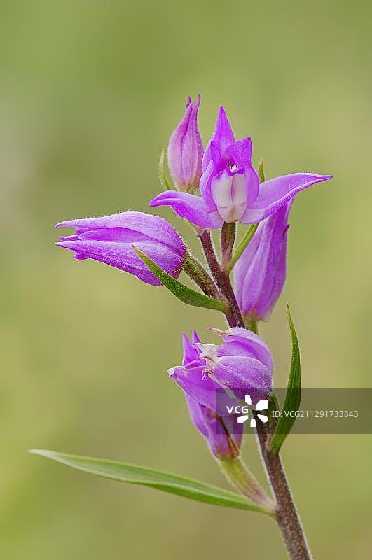 红花柱兰图片素材