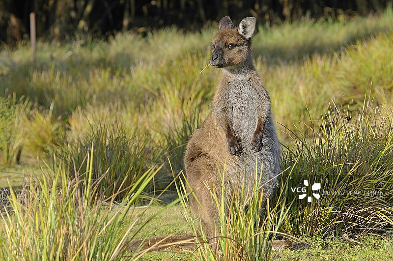 西部灰袋鼠，澳大利亚南澳大利亚袋鼠岛弗林德斯蔡斯国家公园图片素材