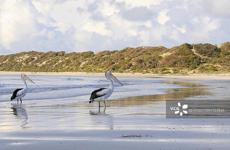 袋鼠岛的澳大利亚鹈鹕图片素材