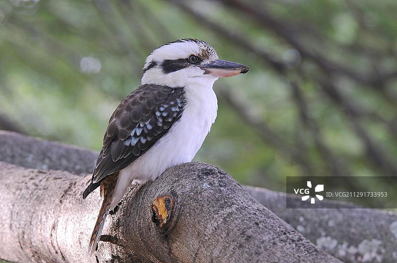 笑翠鸟，澳大利亚昆士兰州布里斯班市植物园图片素材