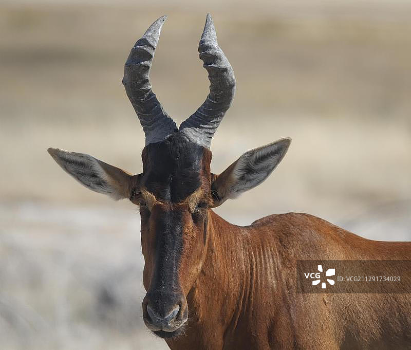 南非红色狷羚，埃托沙国家公园，库内内地区，纳米比亚，非洲图片素材
