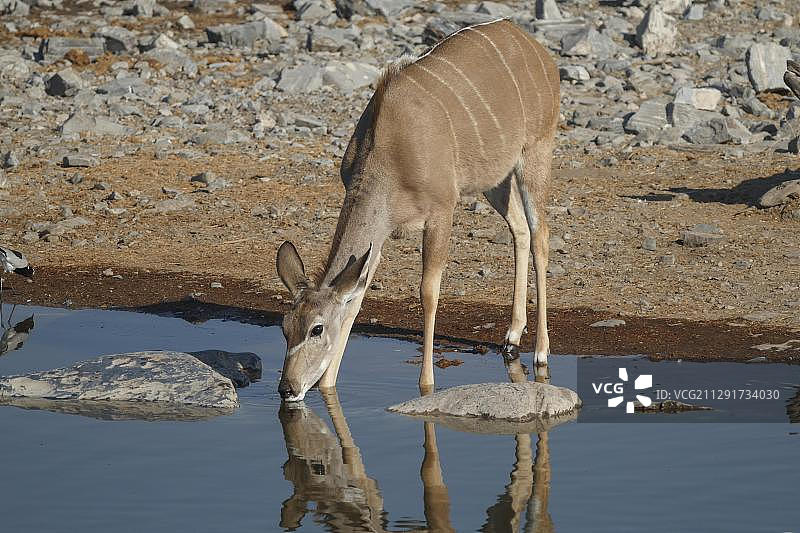 非洲纳米比亚库内内地区埃托沙国家公园的大捻角羚图片素材