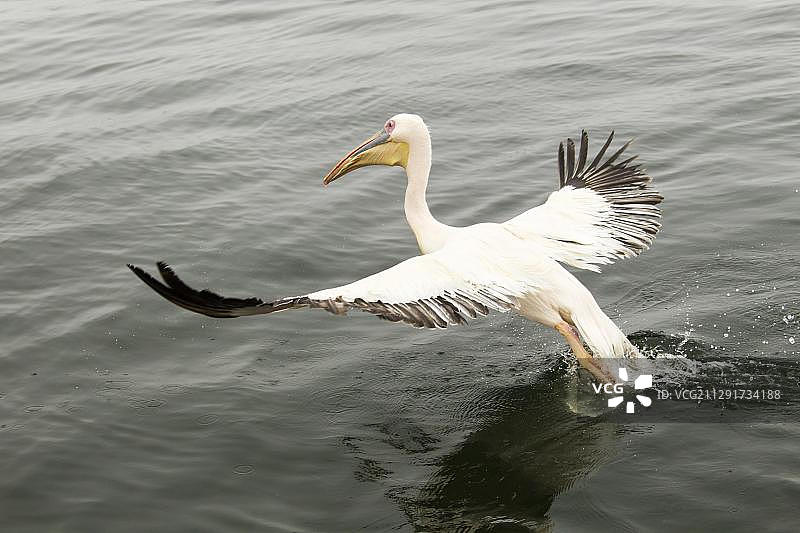 大白鹈鹕，鲸湾市，埃龙戈区，纳米比亚，非洲图片素材