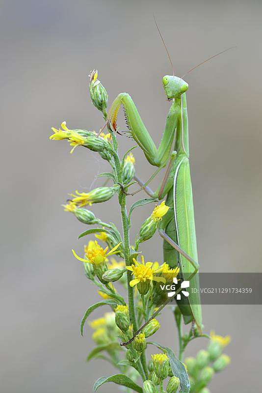 欧洲意大利螳螂图片素材