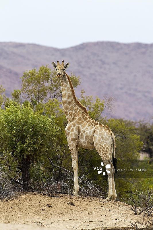 非洲纳米比亚霍马斯地区的长颈鹿图片素材