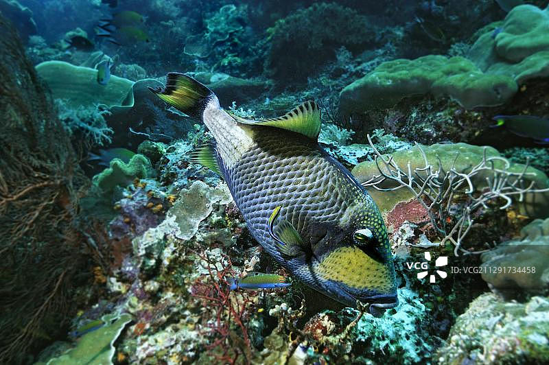 拉贾安帕，西巴布亚，印度尼西亚的绿鳞 triggerfish图片素材