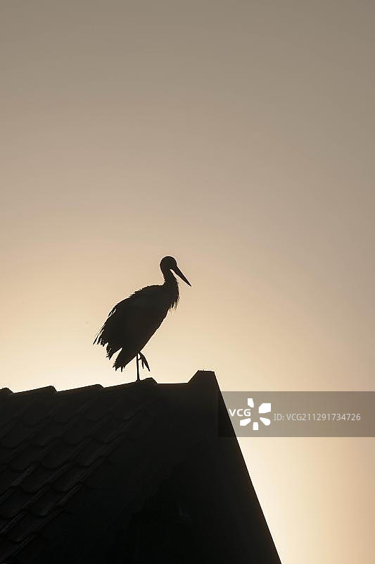 白鹳栖息在屋顶上（波兰，欧洲）图片素材