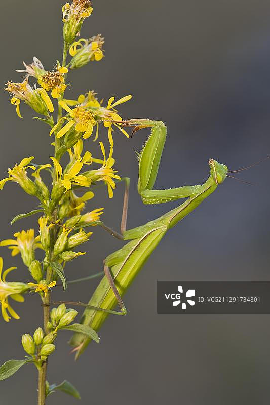 欧洲意大利螳螂图片素材