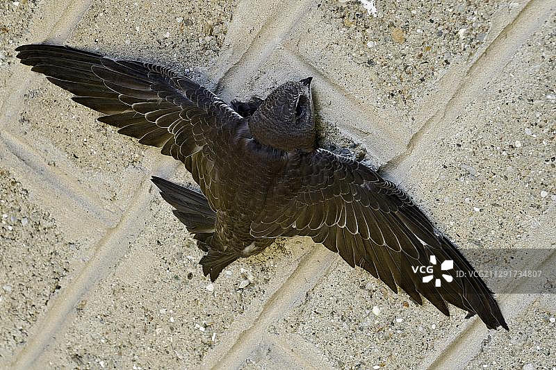 普通雨燕（Apus apus），幼鸟，奥地利蒂罗尔州施瓦茨图片素材
