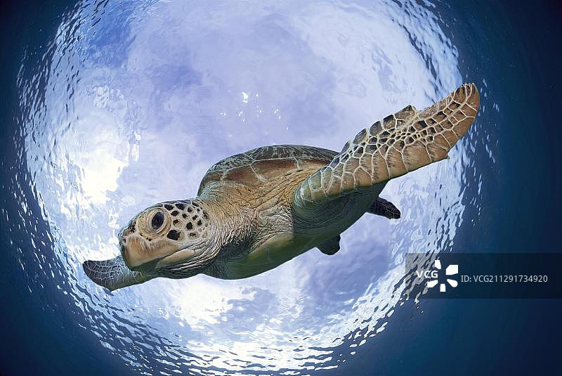 绿海龟（Chelonia mydas），正在下降，迪马克亚岛，卡拉棉群岛，巴拉望，米马罗巴，菲律宾，亚洲图片素材