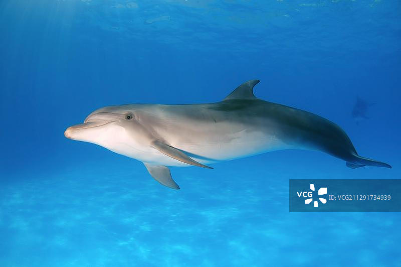 宽吻海豚，敖德萨海豚馆，乌克兰敖德萨州图片素材